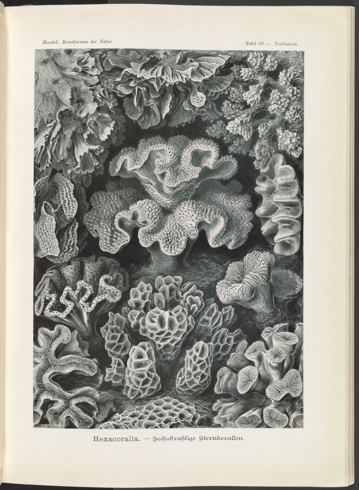 Planche scientifique en noir et blanc : une vingtaine de coraux aux formes de feuilles, de cerveaux et d'étoiles, dessinés avec une grande précision