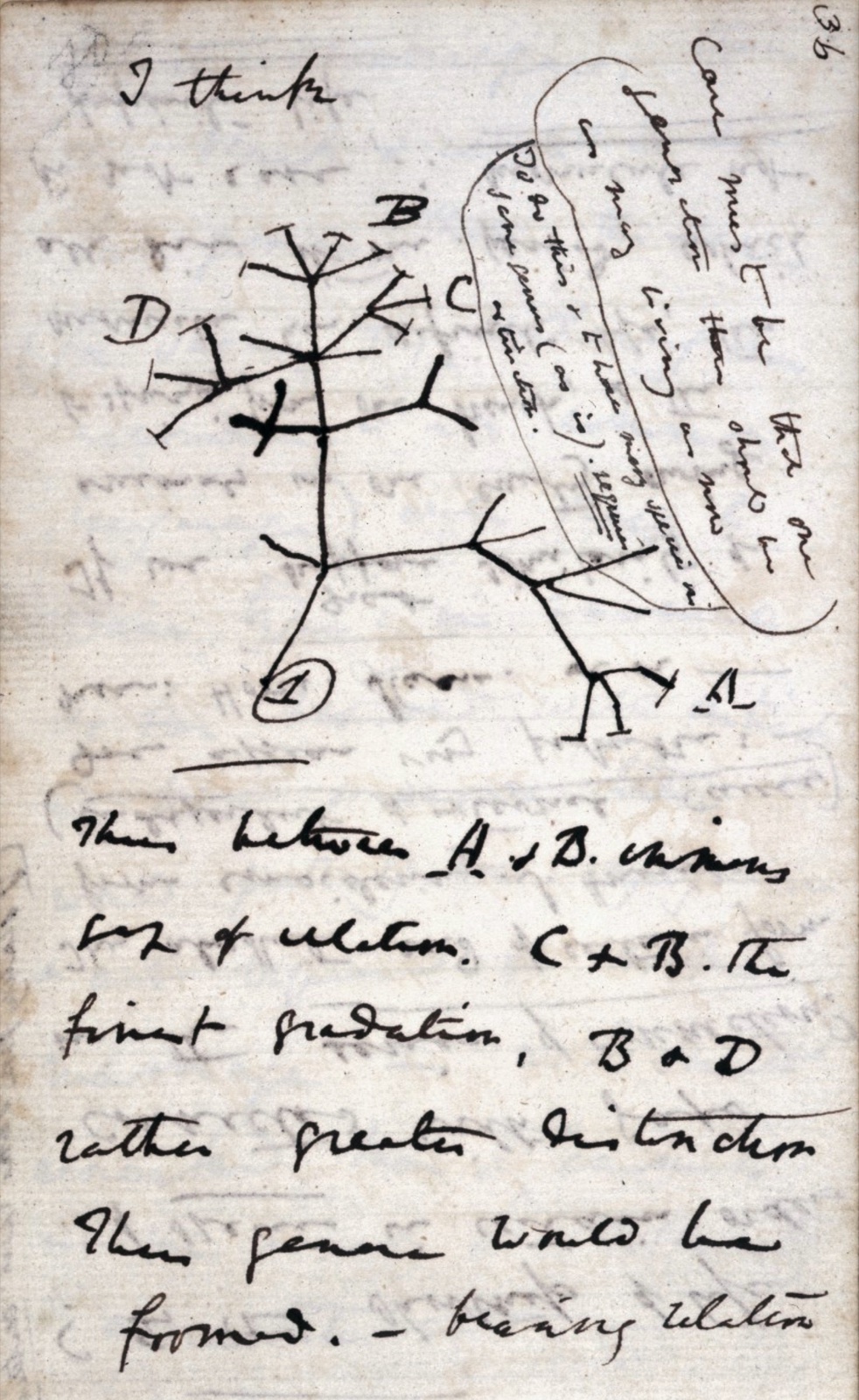 Page de carnet manuscrite : sous les mots « I think », un arbre ramifié dont les branches portent les lettres A, B, C et D