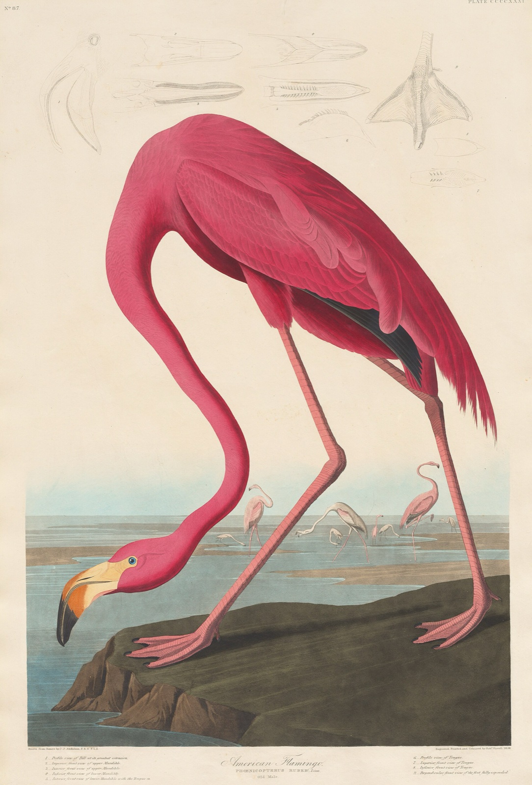 Grand flamant rose penché, le cou recourbé vers le sol, devant un rivage où d'autres flamants sont représentés en petit